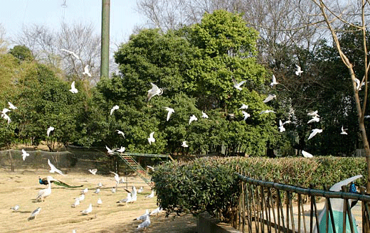东湖鸟语林