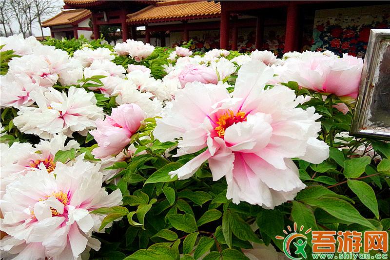 洛阳牡丹 司徒小镇 山西打铁花 青天河 踏青赏花5a品质3日游
